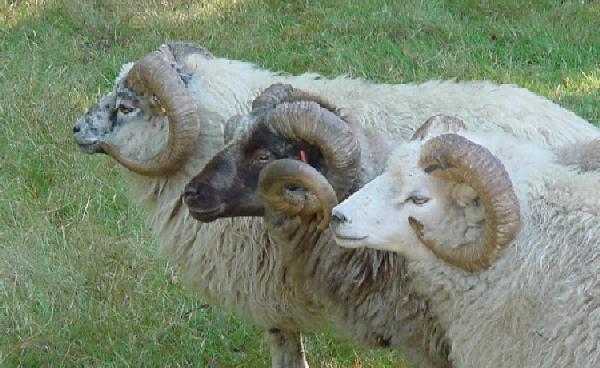 Three Shetland Rams