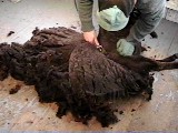 shearing a Moorit ewe